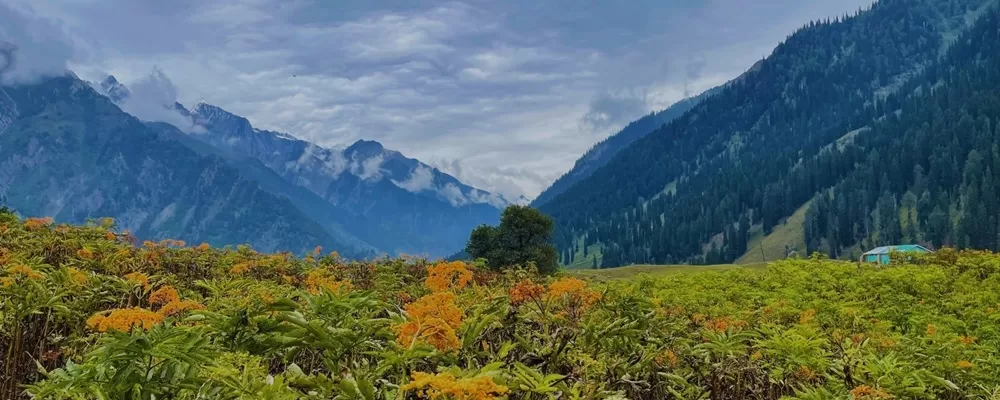 Top Reasons to Visit Kashmir This Year